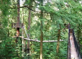 Treetops-adventure-1.jpg